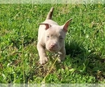 Small #3 American Bully
