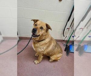 Alaskan Malamute-Rottweiler Mix Dogs for adoption in Ogden, UT, USA