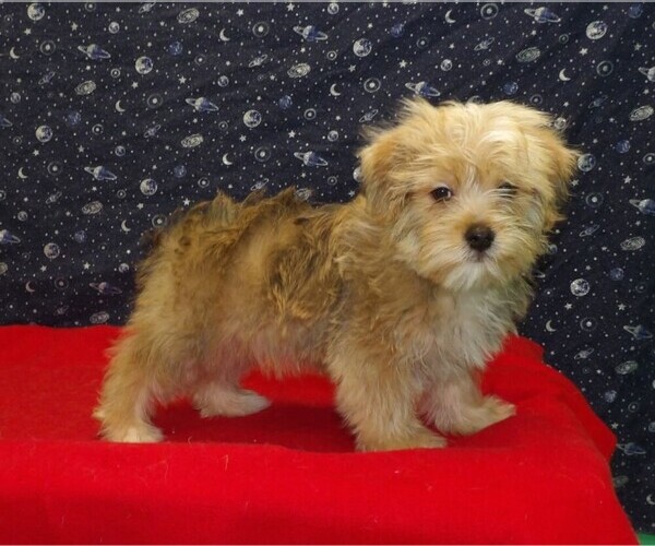 Medium Photo #1 Morkie Puppy For Sale in PATERSON, NJ, USA