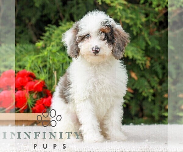 Medium Photo #7 Poodle (Miniature) Puppy For Sale in LITITZ, PA, USA