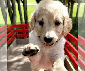 Goldendoodle-Poodle (Miniature) Mix Puppy for sale in BURKE, NY, USA