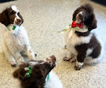 Small #2 Poodle (Standard)