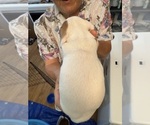 Small #1 Dachshund