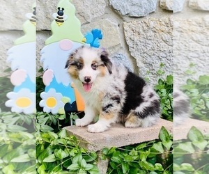 Australian Shepherd Puppy for sale in INDIANAPOLIS, IN, USA