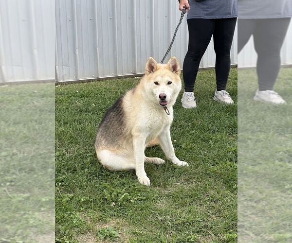 Medium Photo #4 Siberian Husky-Unknown Mix Puppy For Sale in Evansville, IN, USA