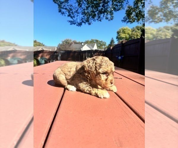 Medium Photo #4 YorkiePoo Puppy For Sale in VANCEBURG, KY, USA