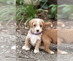 Small #4 Goldendoodle (Miniature)