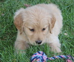Small Photo #6 Golden Retriever Puppy For Sale in FRESNO, CA, USA