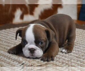 English Bulldog Puppy for sale in MARSHFIELD, MO, USA