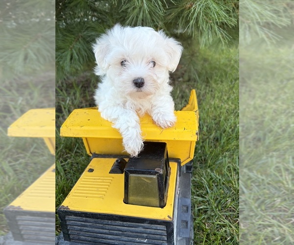 Medium Photo #2 Maltese Puppy For Sale in MIDDLEBURY, IN, USA