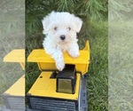 Small #1 Maltese