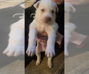 American Pit Bull Terrier-Siberian Husky Mix Puppy for sale in SAN ANTONIO, TX, USA