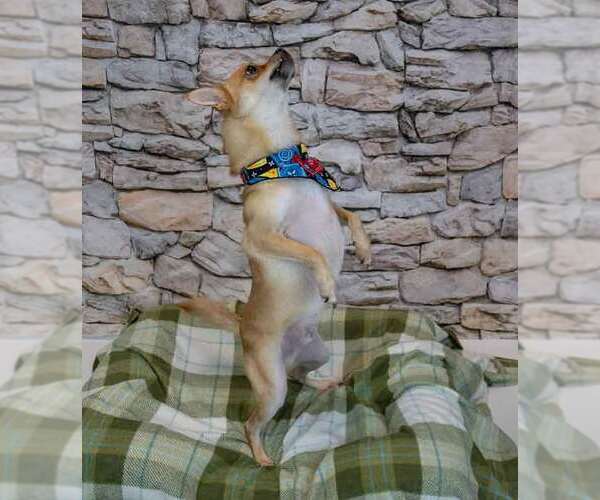 Medium Photo #5 Chihuahua-Unknown Mix Puppy For Sale in Kennesaw, GA, USA