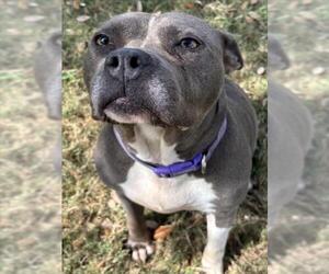 Mutt Dogs for adoption in Texas City, TX, USA