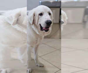 Great Pyrenees Dogs for adoption in Houston, TX, USA