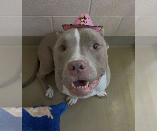 Medium Photo #1 American Pit Bull Terrier-Unknown Mix Puppy For Sale in Millersville, MD, USA