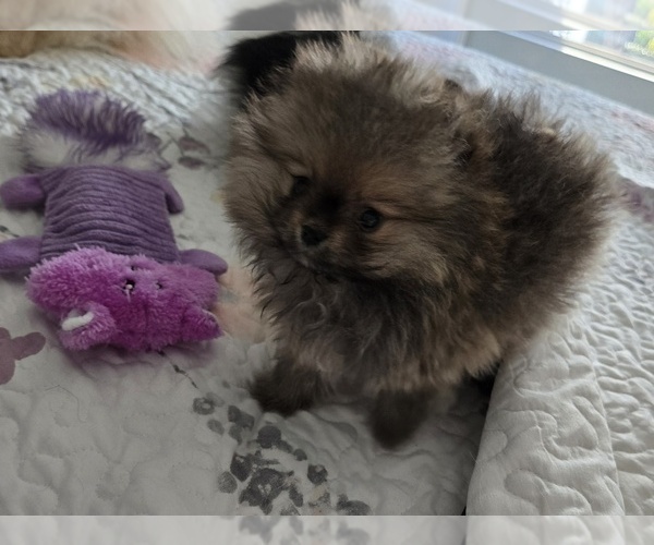 Medium Photo #7 Pomeranian Puppy For Sale in MENIFEE, CA, USA