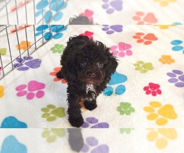 Medium Photo #5 Cockapoo (Toy)-Poodle (Toy) Mix Puppy For Sale in ORO VALLEY, AZ, USA