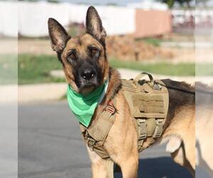 German Shepherd Dog Dogs for adoption in San Antonio, TX, USA