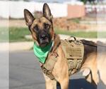 Small German Shepherd Dog