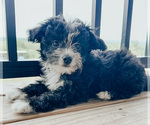 Puppy 1 Aussiedoodle Miniature 
