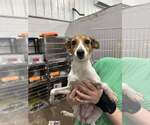 Small #5 Jack Russell Terrier Mix