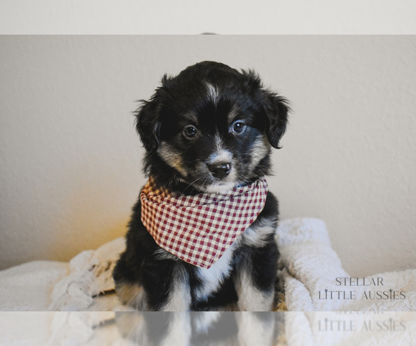 Medium Photo #1 Miniature Australian Shepherd Puppy For Sale in FORT RUCKER, AL, USA