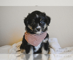 Small Photo #1 Miniature Australian Shepherd Puppy For Sale in FORT RUCKER, AL, USA