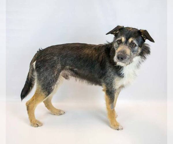 Medium Photo #2 Bearded Collie-Unknown Mix Puppy For Sale in Kennesaw, GA, USA