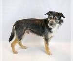 Small #1 Bearded Collie Mix