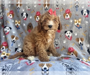 Cavapoo Puppy for sale in LAKELAND, FL, USA