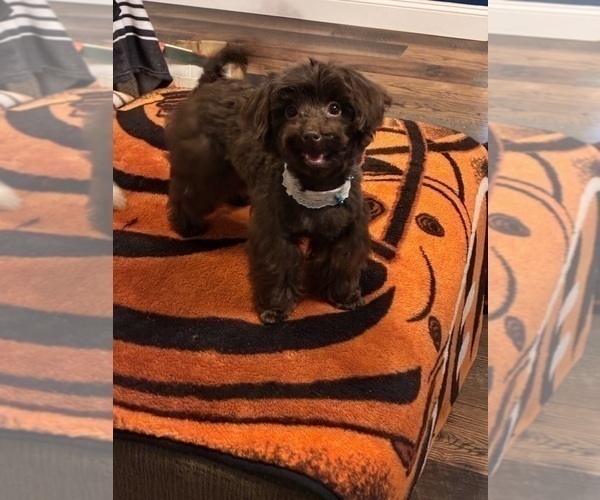 Medium Photo #1 YorkiePoo Puppy For Sale in VANCEBURG, KY, USA