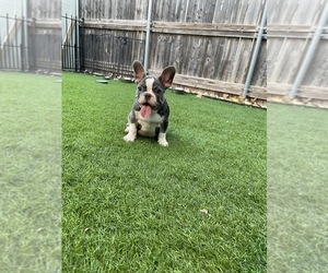French Bulldog Puppy for sale in LUCAS, TX, USA