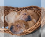 Small #6 Chinese Shar-Pei