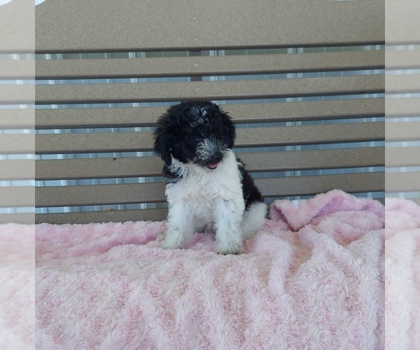 Medium Photo #1 Poodle (Toy) Puppy For Sale in FRYTOWN, IA, USA
