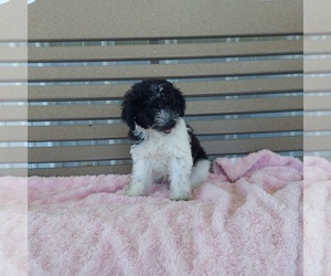 Poodle (Toy) Puppy for sale in FRYTOWN, IA, USA