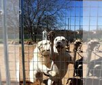 Small Photo #4 American Bulldog-Great Dane Mix Puppy For Sale in Austin, TX, USA