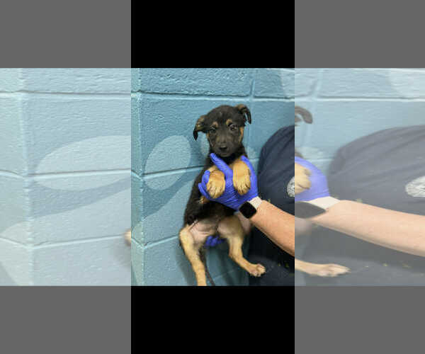 Medium Photo #2 Shepradors Puppy For Sale in SHERBURNE, NY, USA