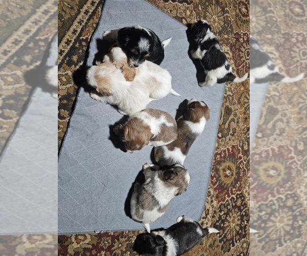 Medium Photo #4 Schweenie Puppy For Sale in BOWLING GREEN, KY, USA