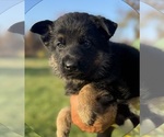 Puppy Lime Collar German Shepherd Dog