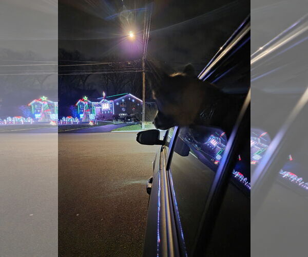 Medium Photo #3 Mutt Puppy For Sale in Stevens Point, WI, USA