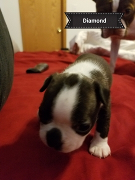 Medium Photo #1 Boston Terrier Puppy For Sale in PLAINFIELD, IL, USA