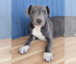 Small #3 American Pit Bull Terrier-Dachshund Mix