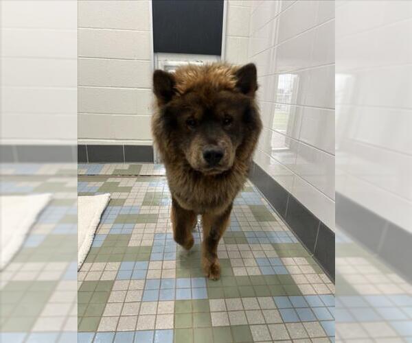 Medium Photo #1 Chow Chow Puppy For Sale in Fort Collins, CO, USA