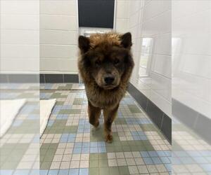 Chow Chow Dogs for adoption in Fort Collins, CO, USA