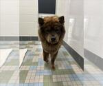 Small Chow Chow