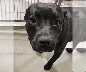 Mutt Dogs for adoption in Bakersfield, CA, USA