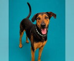 Small #1 Doberman Pinscher-German Shepherd Dog Mix
