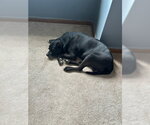 Small #11 Mutt