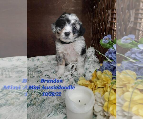 Medium Photo #1 Aussiedoodle Miniature  Puppy For Sale in SHIPSHEWANA, IN, USA